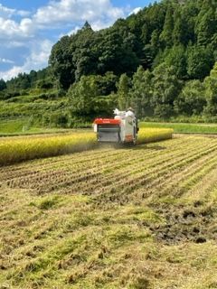 【令和４年産/無農薬栽培】大阪のてっぺんキヌヒカリ　玄米24kg　大阪府能勢産