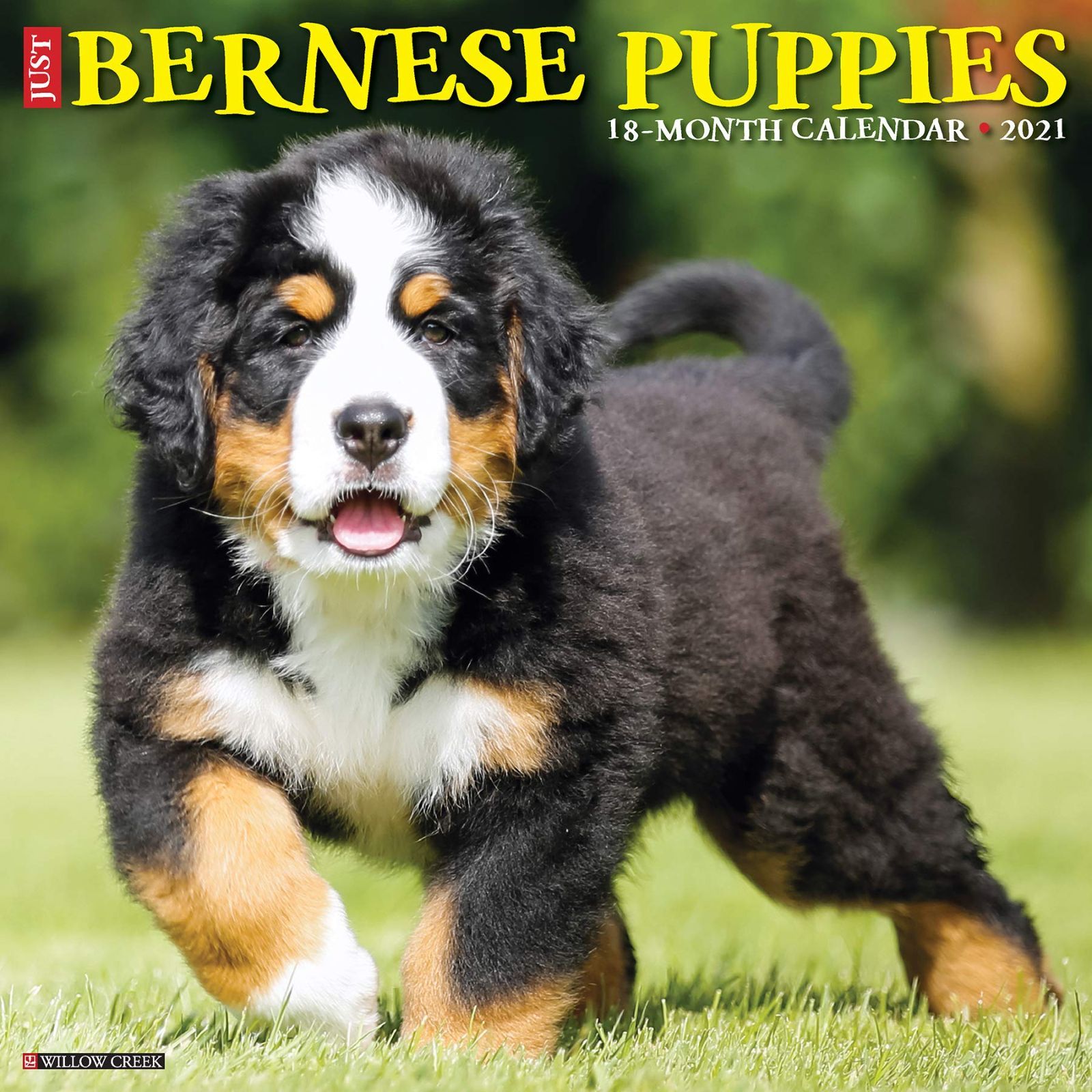 Just Bernese Mountain Puppies 2021 Calen