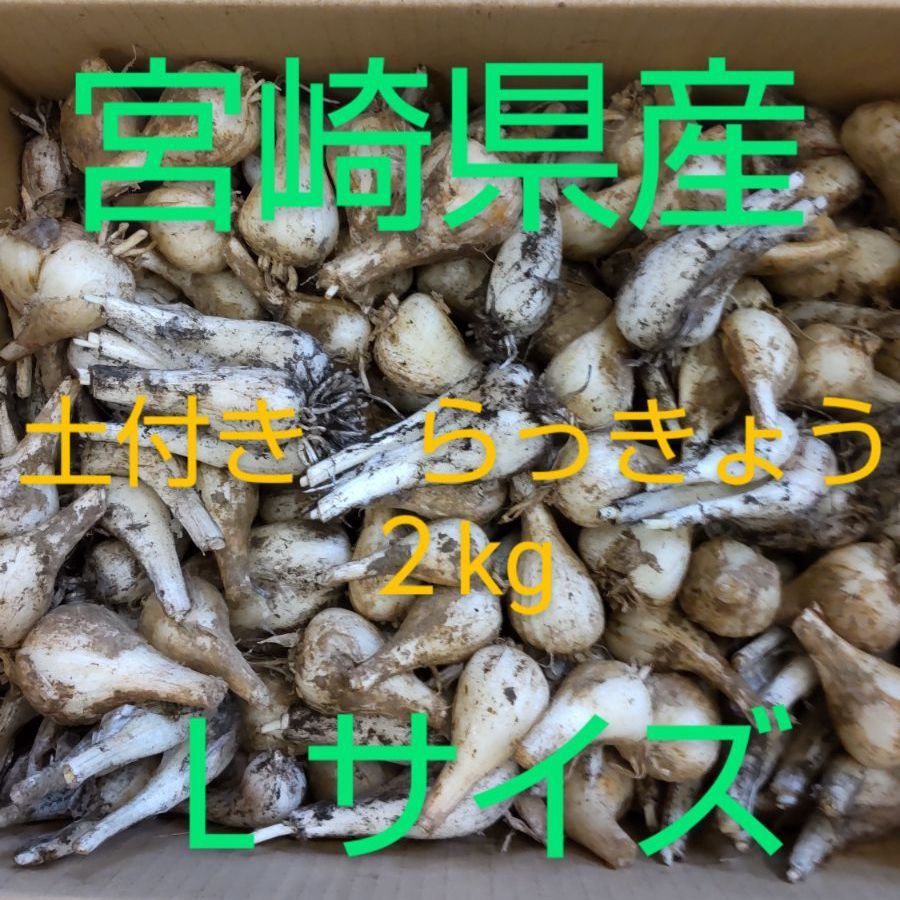 宮崎県産　土付きらっきょう　5kg