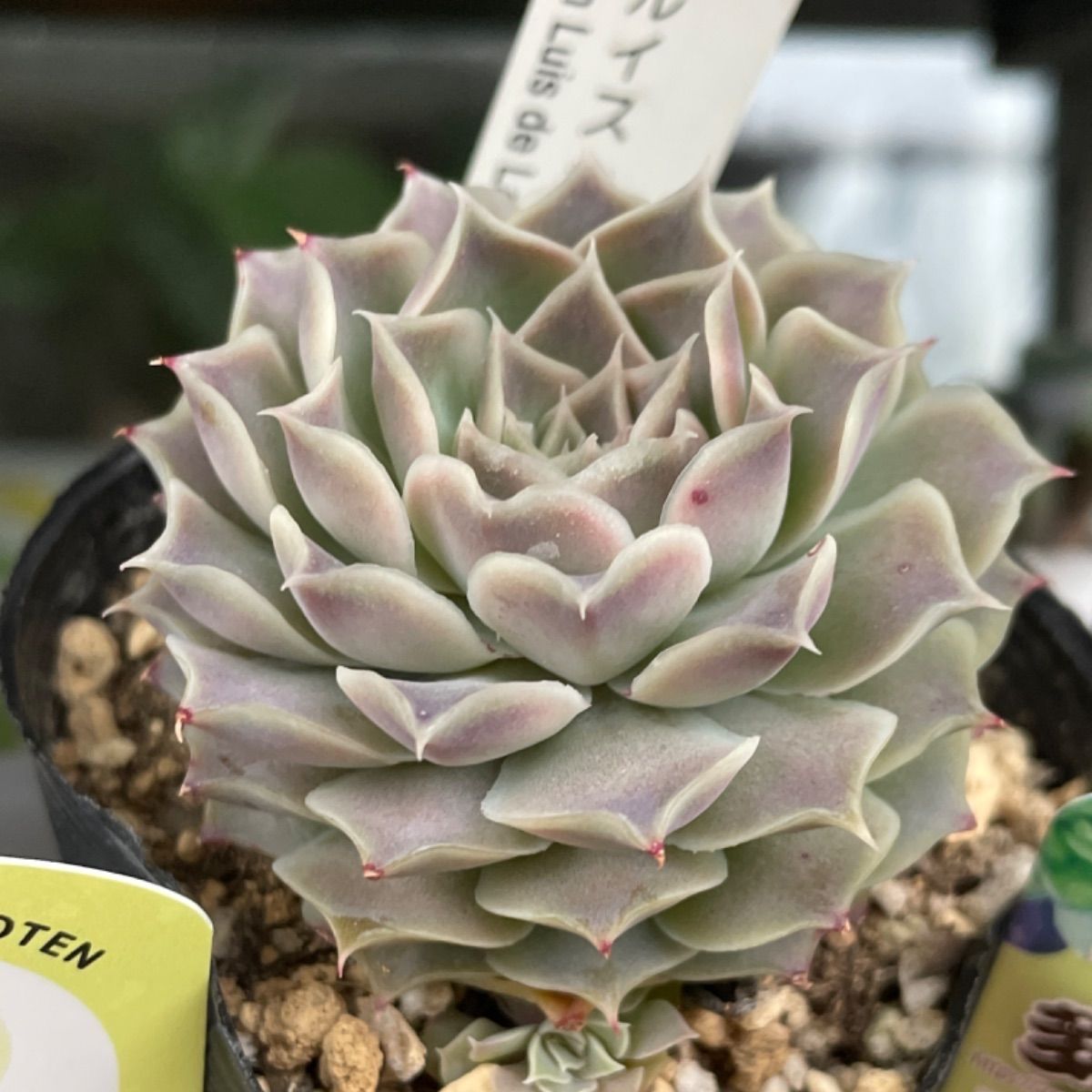 ヒアリナサンルイスデラパス❣️札付き❗️多肉植物 抜き苗 - メルカリ