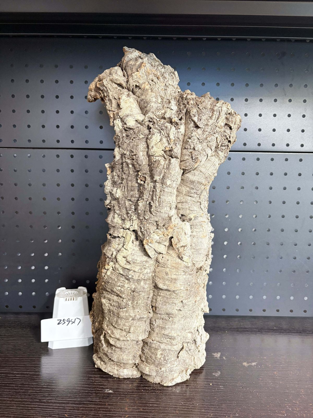 259S17 ポルトガル産 キャノンコルク コルク樹皮 コルク板 バージンコルク 送料無料 チランジア ビカクシダ 着生ラン 両生類 爬虫類