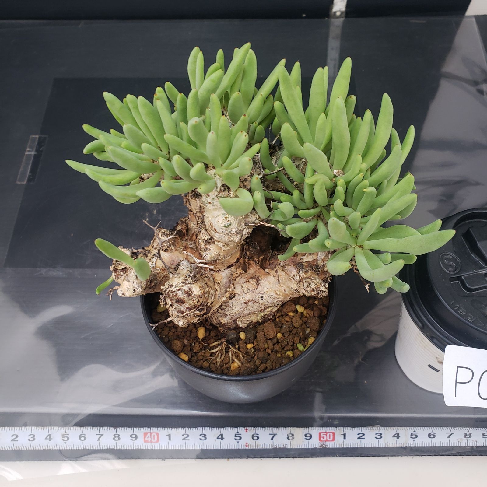 J21植物の家 多肉植物 球根 塊根植物 チレコドン ペアルソニー