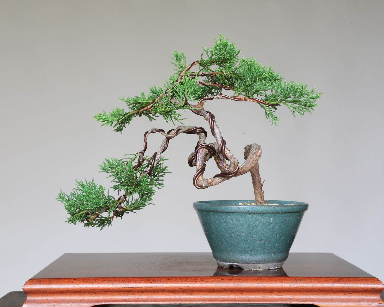 真柏20本セット初心者向け品種 (盆栽 ミニ真柏 ミニ盆栽 bonsai 真柏20本セット初心者向け品種 (盆栽 ミニ真柏 ミニ盆栽 bonsai