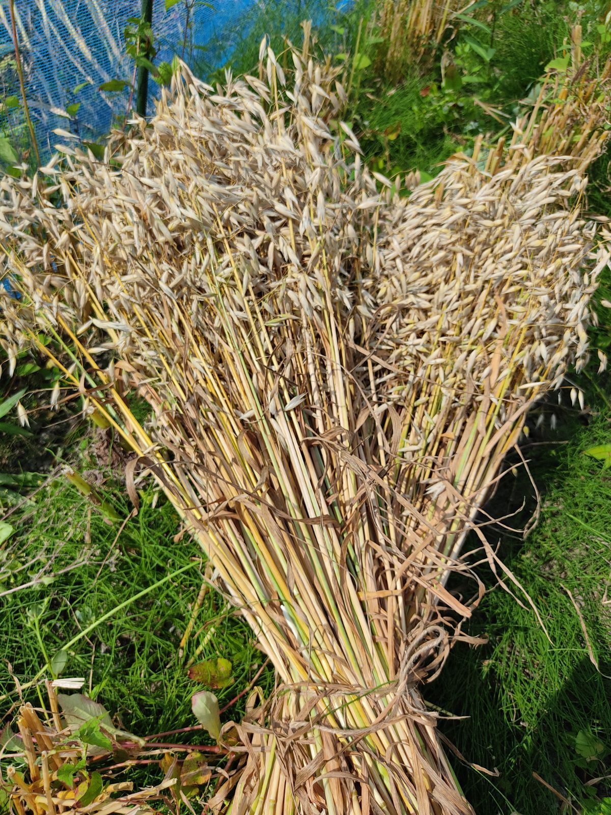 産 オーツ乾燥穂 1kg 農薬化学肥料不使用 北海道から