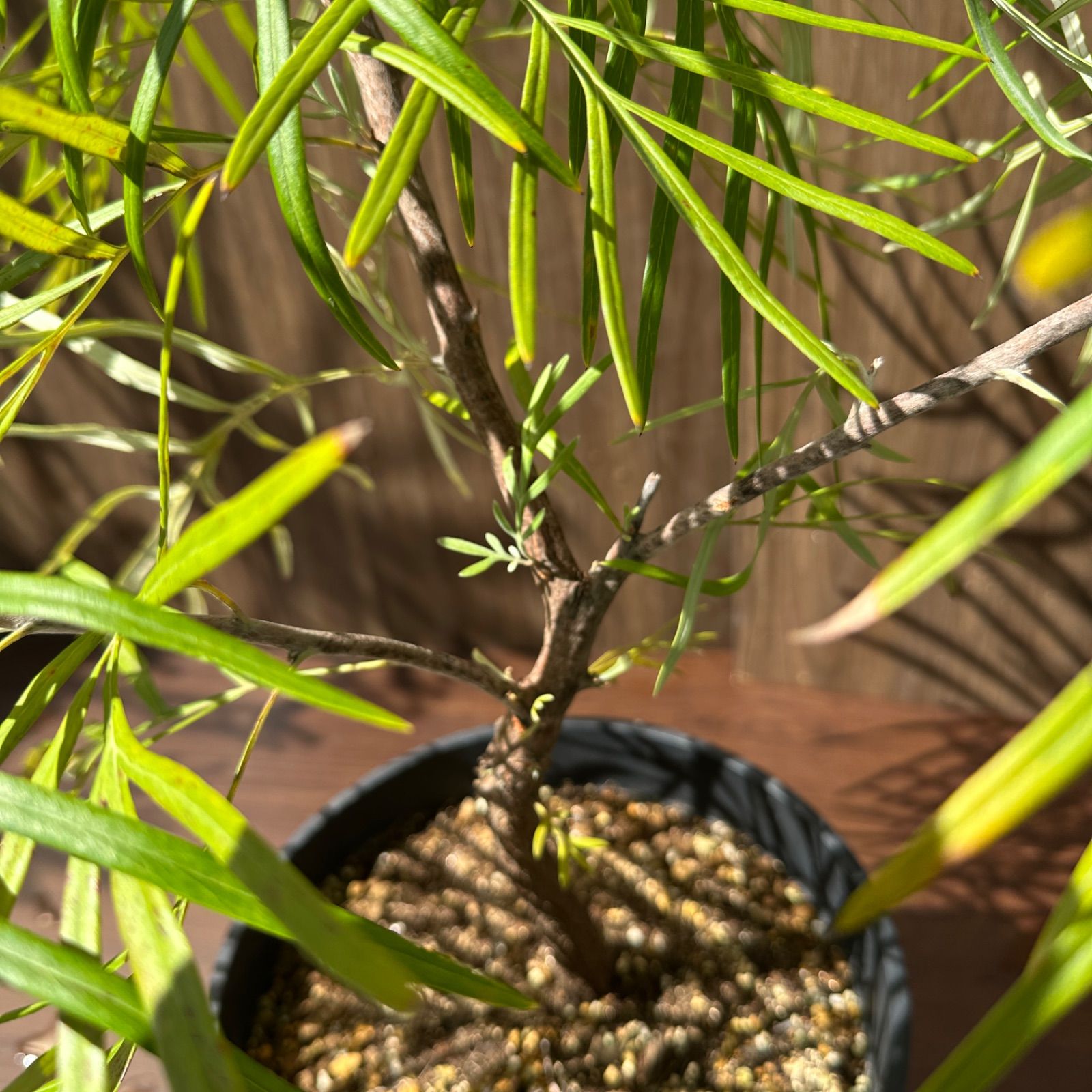 バンクシー 8号