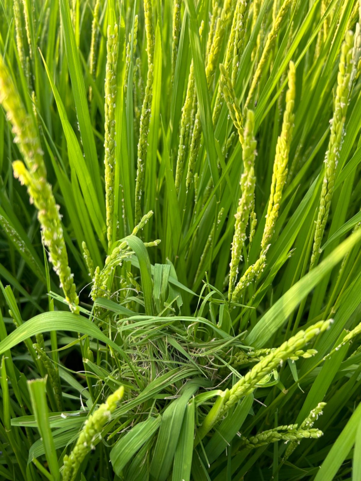 令和6年度産／クリムソンクローバー・有機栽培コシヒカリ／5kg／【希望  