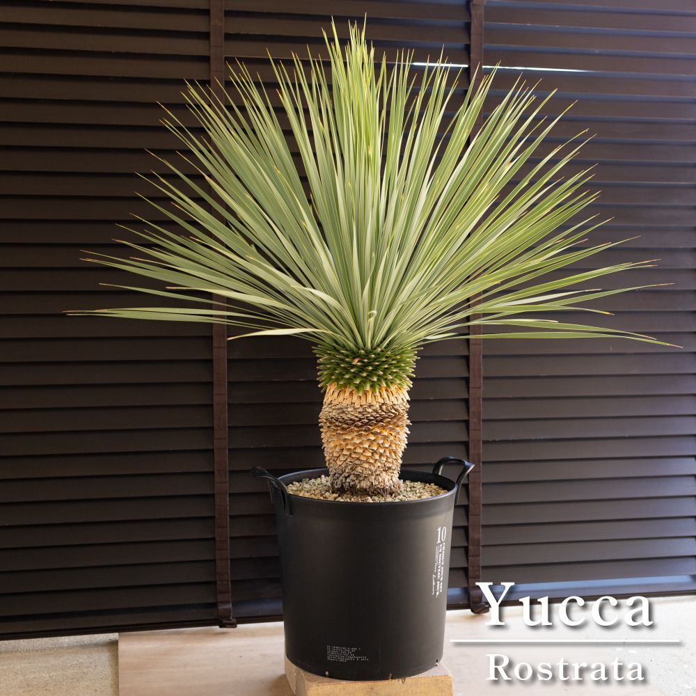 ユッカ　ロストラータ　36苗 鉢のまま発送 ユッカ ロストラータ 36苗 鉢のまま発送 ユッカロストラータ 36苗 鉢の