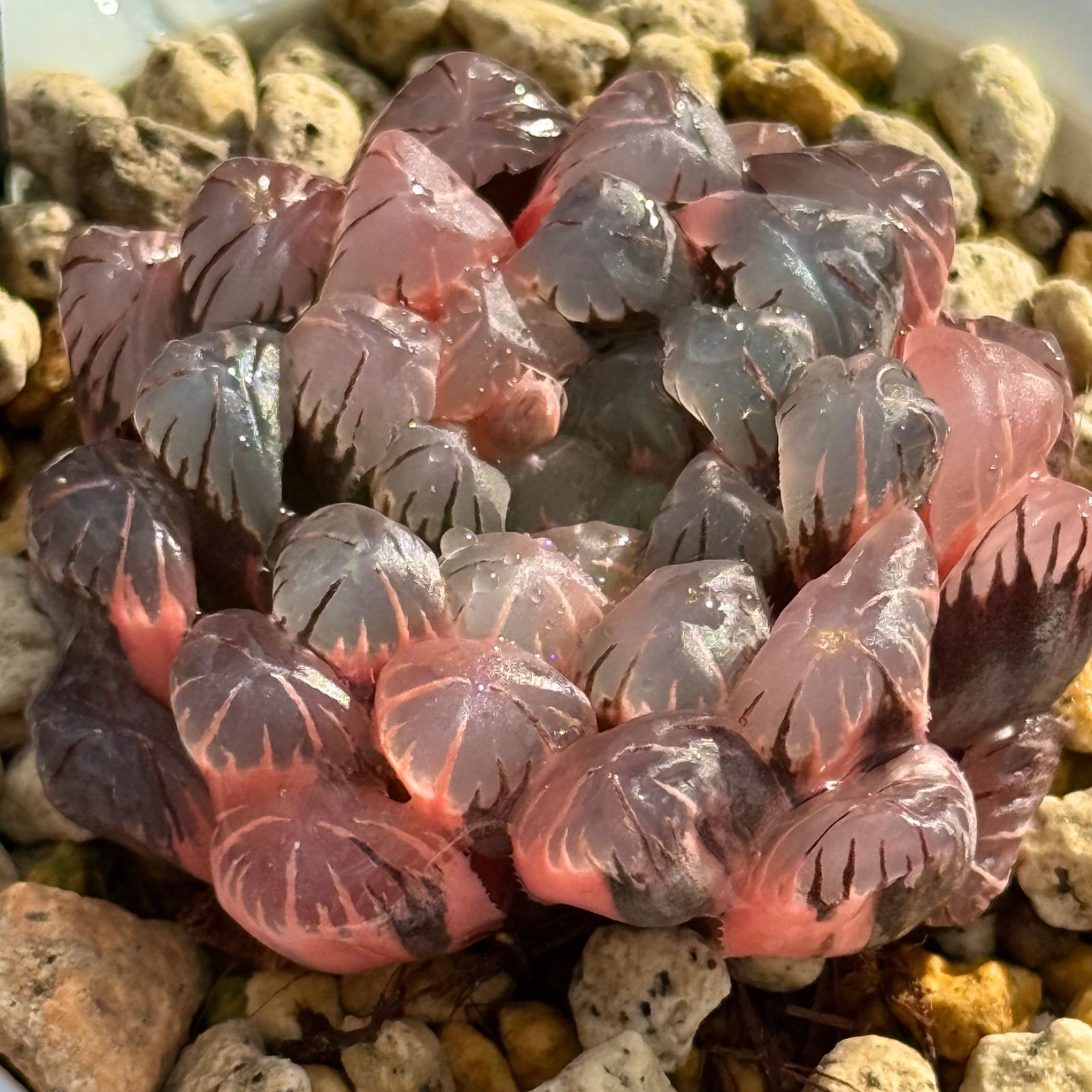 ドドソンオブツーサ錦 特選親株 ハオルチア ハオルチア・ドドソン紫