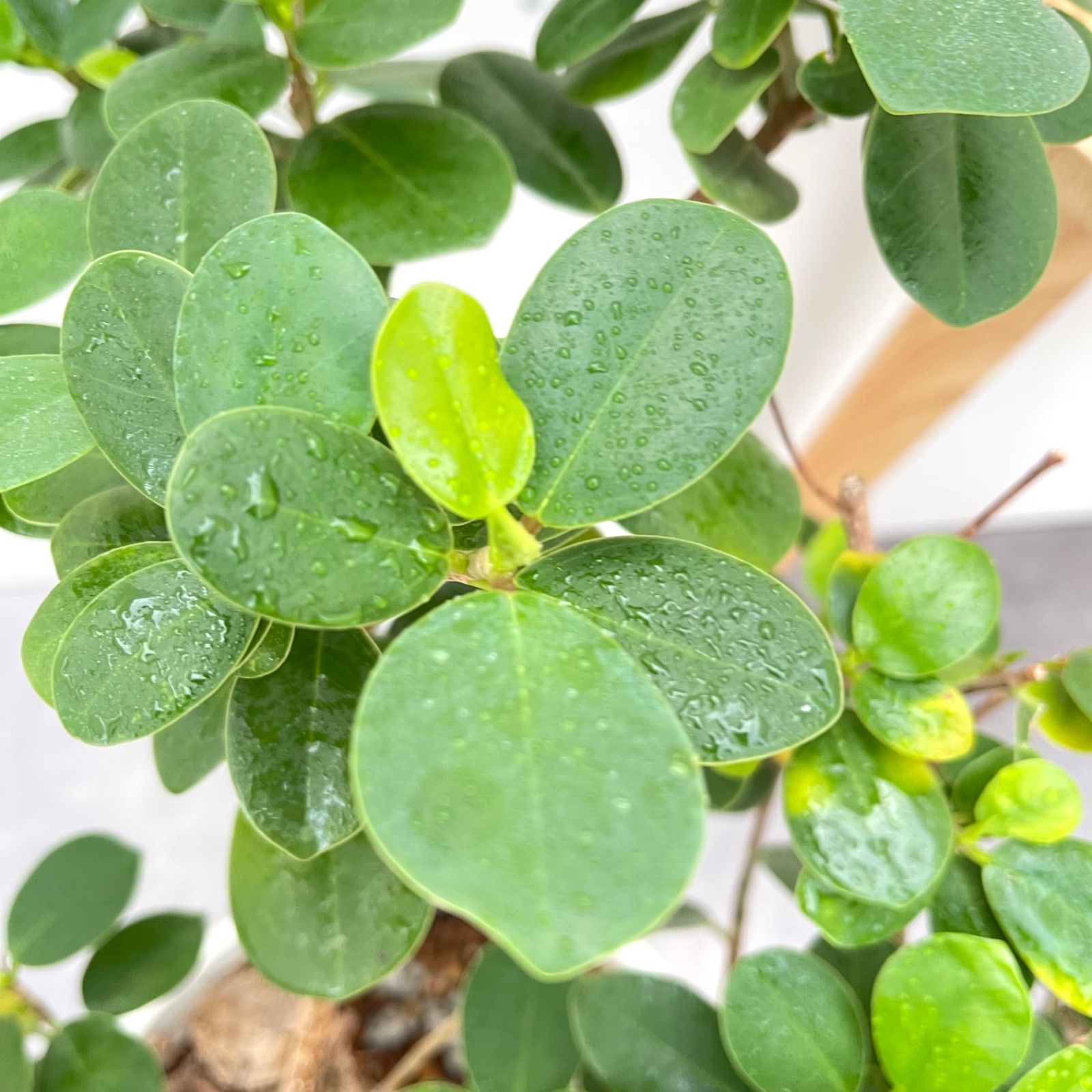 ガジュマル パンダガジュマル 52番 希少 インテリアグリーン 観葉植物