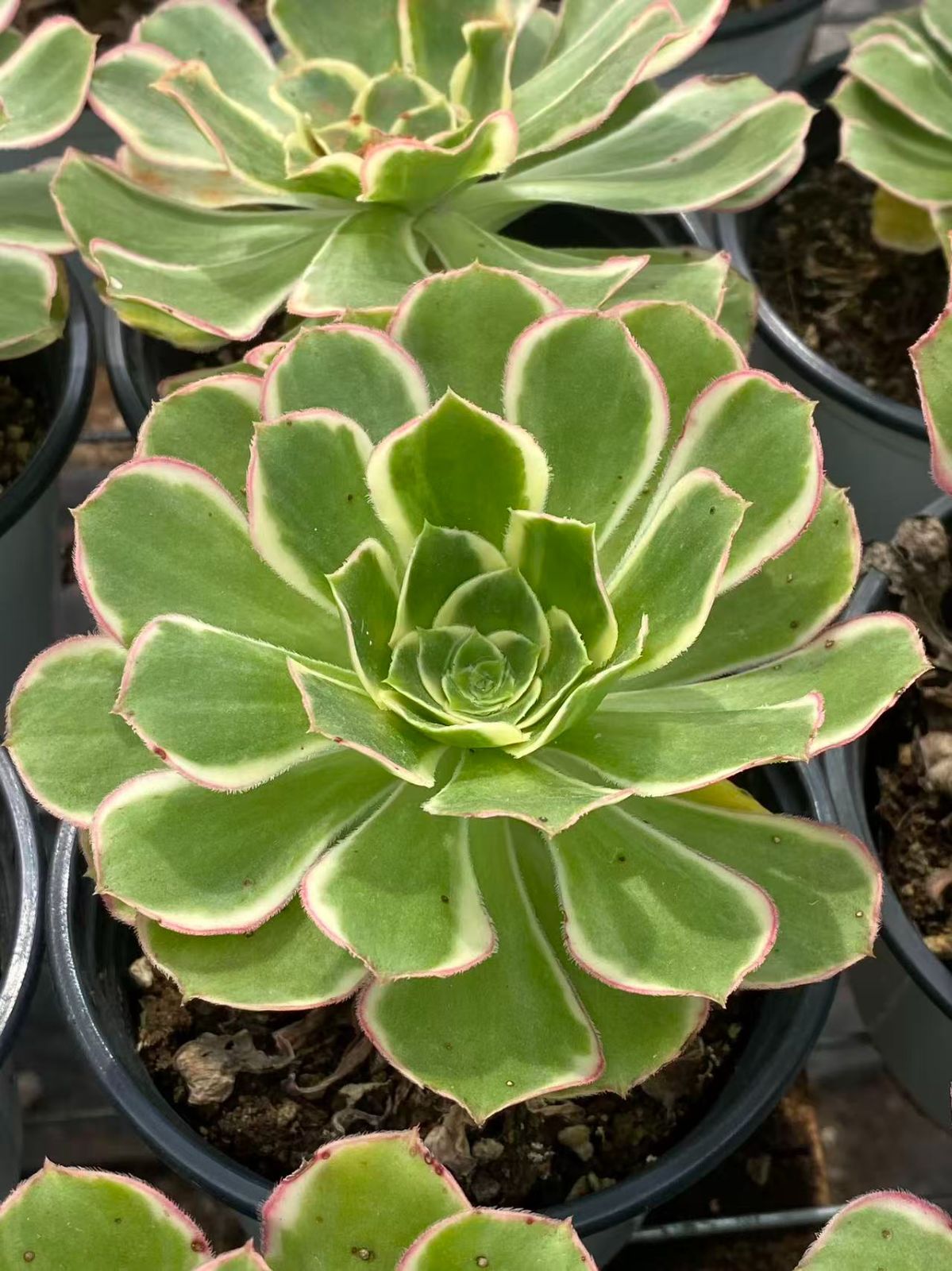 50株の抜き苗セット】ハイブリッド 多肉植物 佐川急便発送 エケベリア