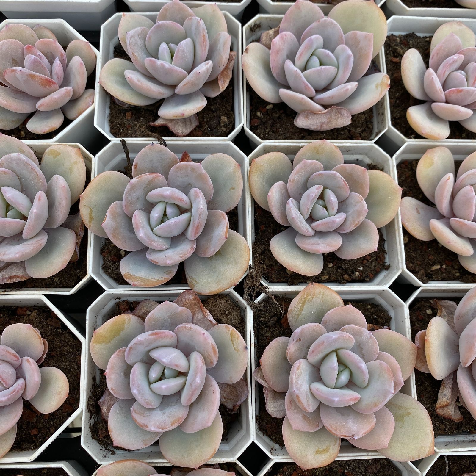 抜き苗 多肉植物