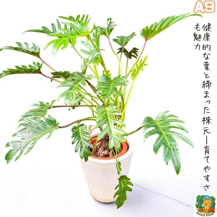 幹上がりが美しいフィロデンドロン・クッカバラA10・ 南国の雰囲気を楽しめる一鉢 幹上がりが美しいフィロデンドロン・クッカバラA10・ 南国の