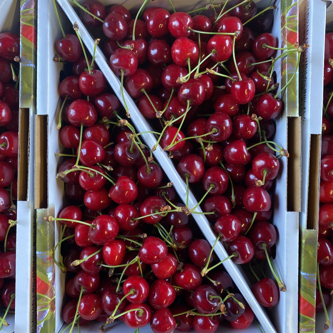 6月1日〜発送 東根産 さくらんぼ 紅さやか 1kg - メルカリ