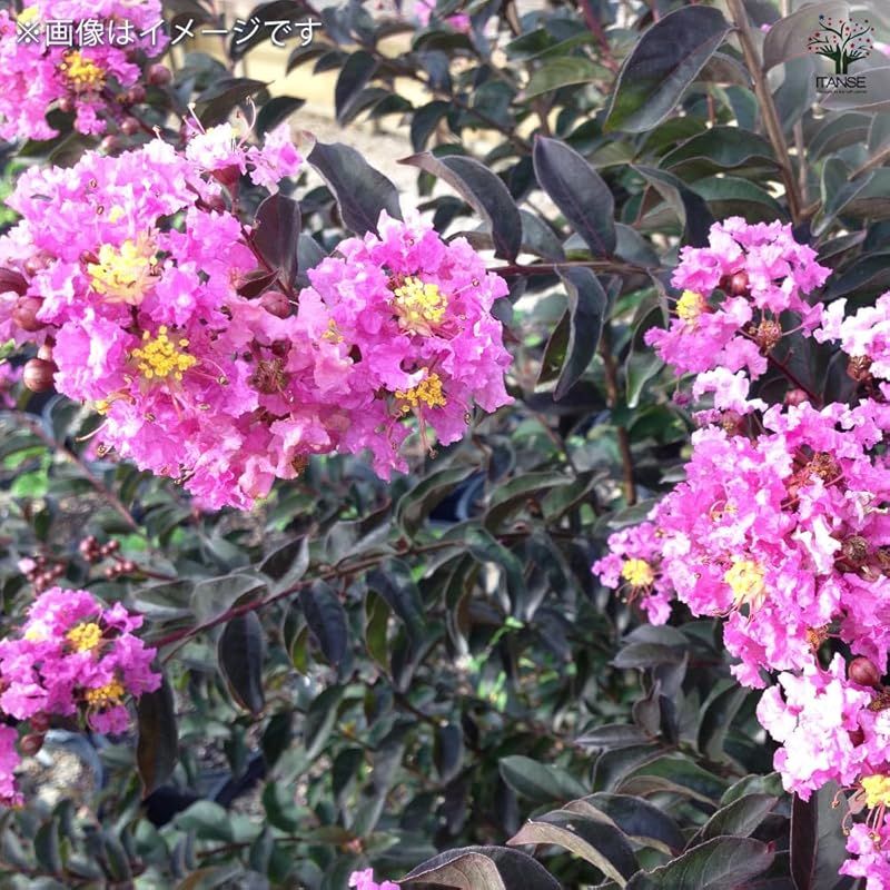 手入れをあまり必要とせず樹形が自然にコンパクトに整います