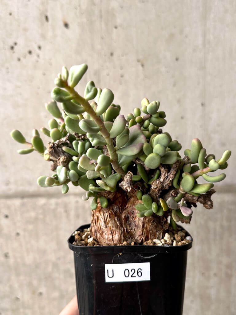 現品限り ケラリア ピグマエア 現地株 U26 Ceraria pygmaea 植物 塊根植物 夏型 コーデックス