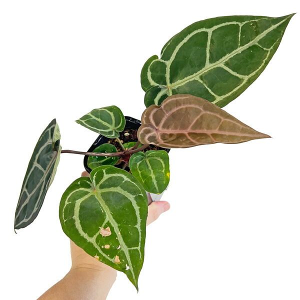 UJ アンスリウム ミッシェル x ミッシェル レッドクリスタリナム 3.5号