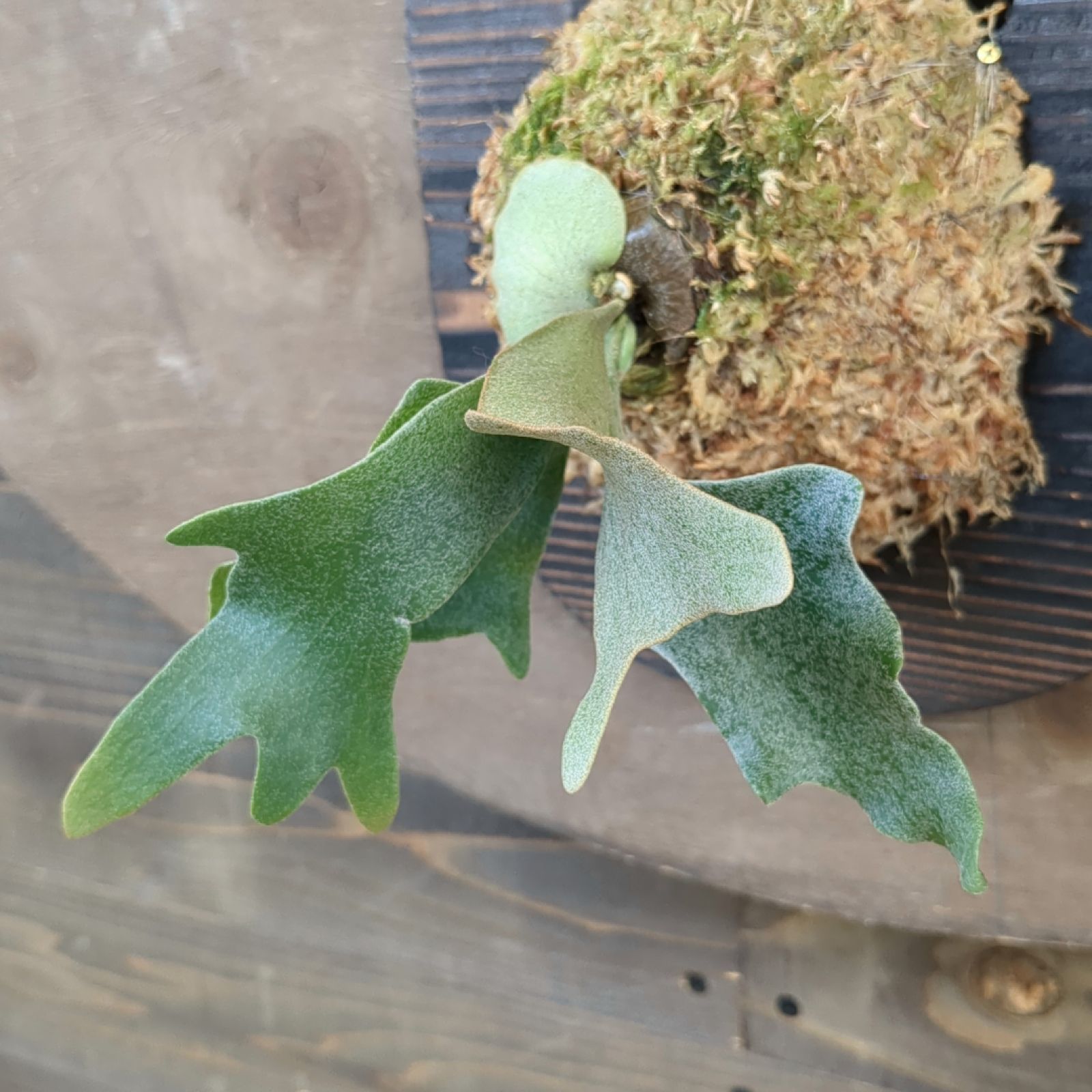 ビカクシダ ホワイト ギズモ 胞子培養株 現品発送 P. white gizmo B