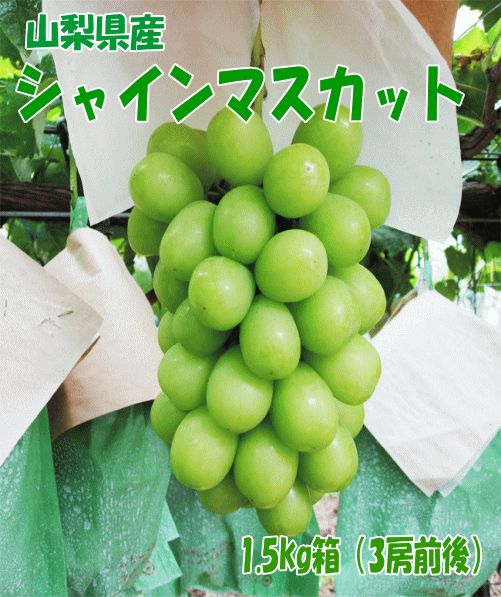 【シャインマスカット】種なしぶどう1.5ｋｇ箱（３房前後）９月下旬頃発送予定