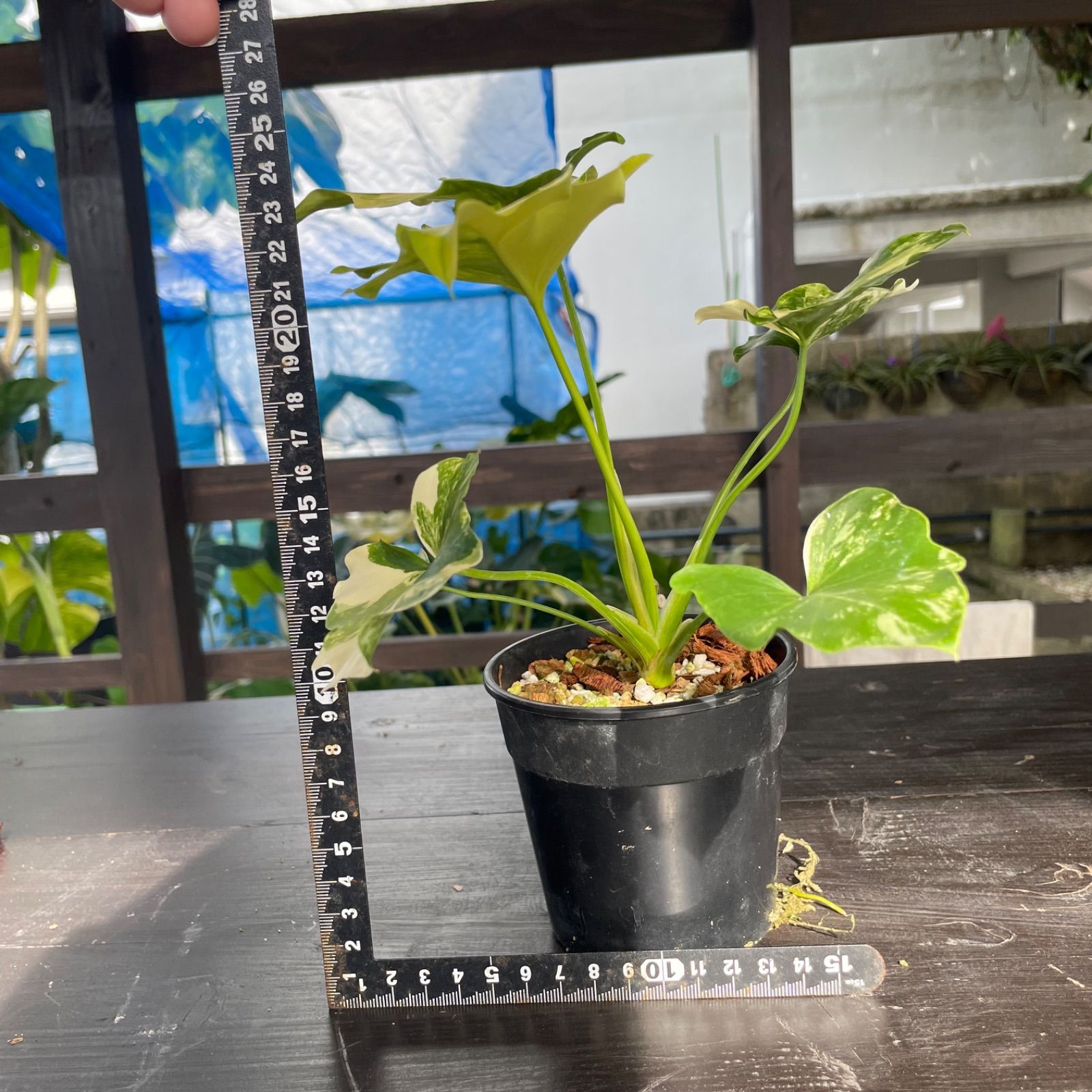 極斑】フィロデンドロン セローム 斑入り Philodendron Selloum
