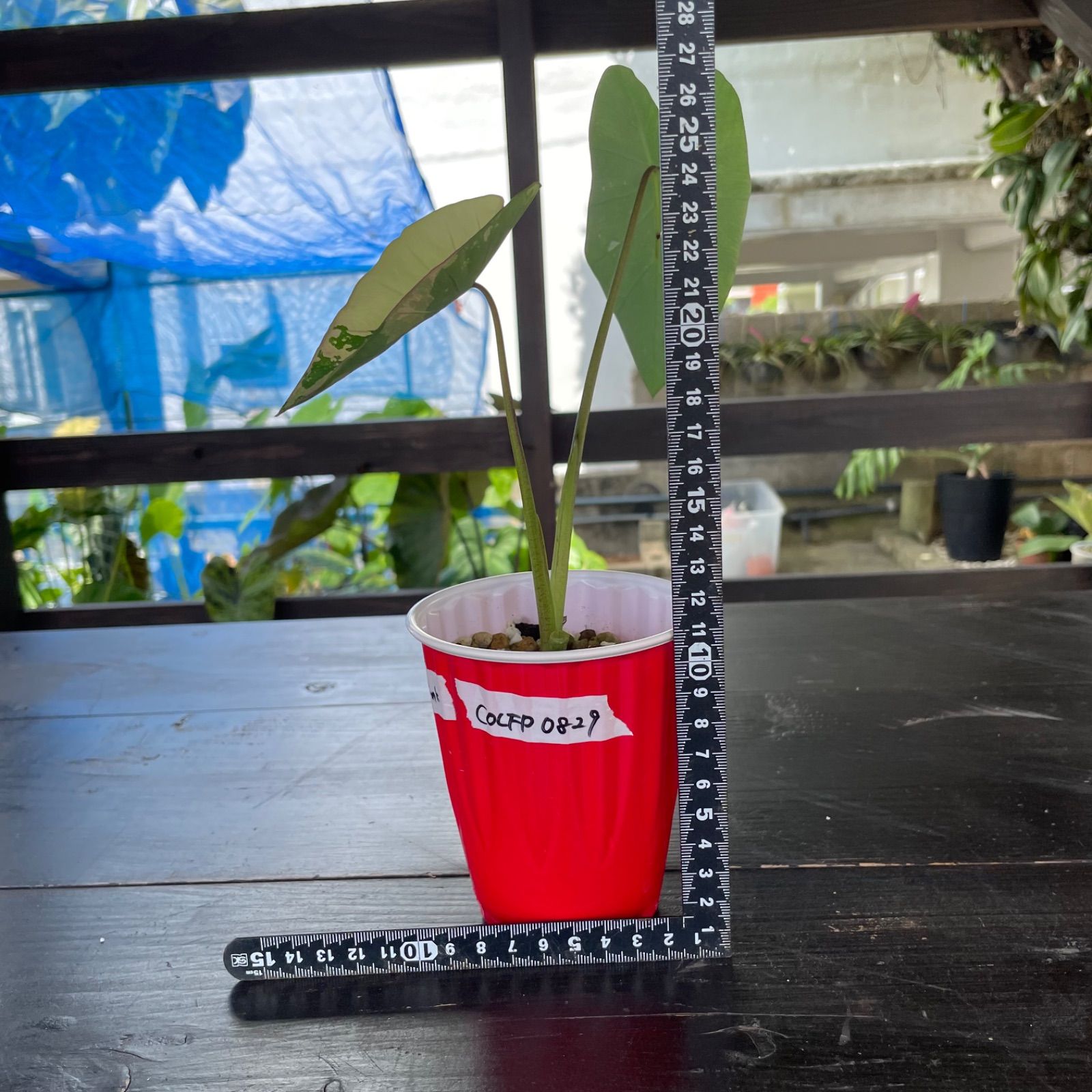 希少 美斑】 コロカシア ファーストピンク colocasia first pink