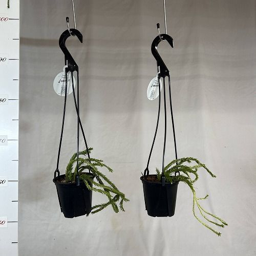 フペルジア nangklay 鉢入り メルカリ便発送 観葉植物 葉傷みあり フペルジア フレグマリア 4号吊り鉢(個体