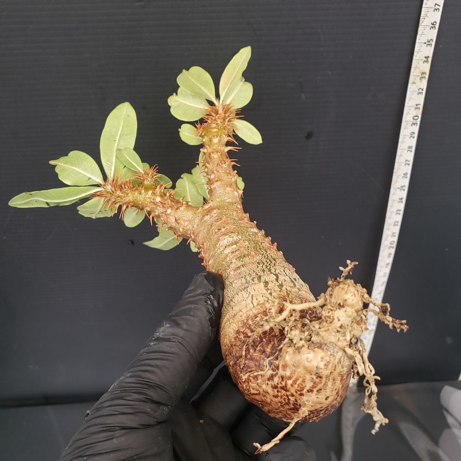 パキポディウム・現地球マカイエンセ(抜き苗) セ095 「現地】パキポディウム マカイエンセ 多頭 抜き苗【/最新