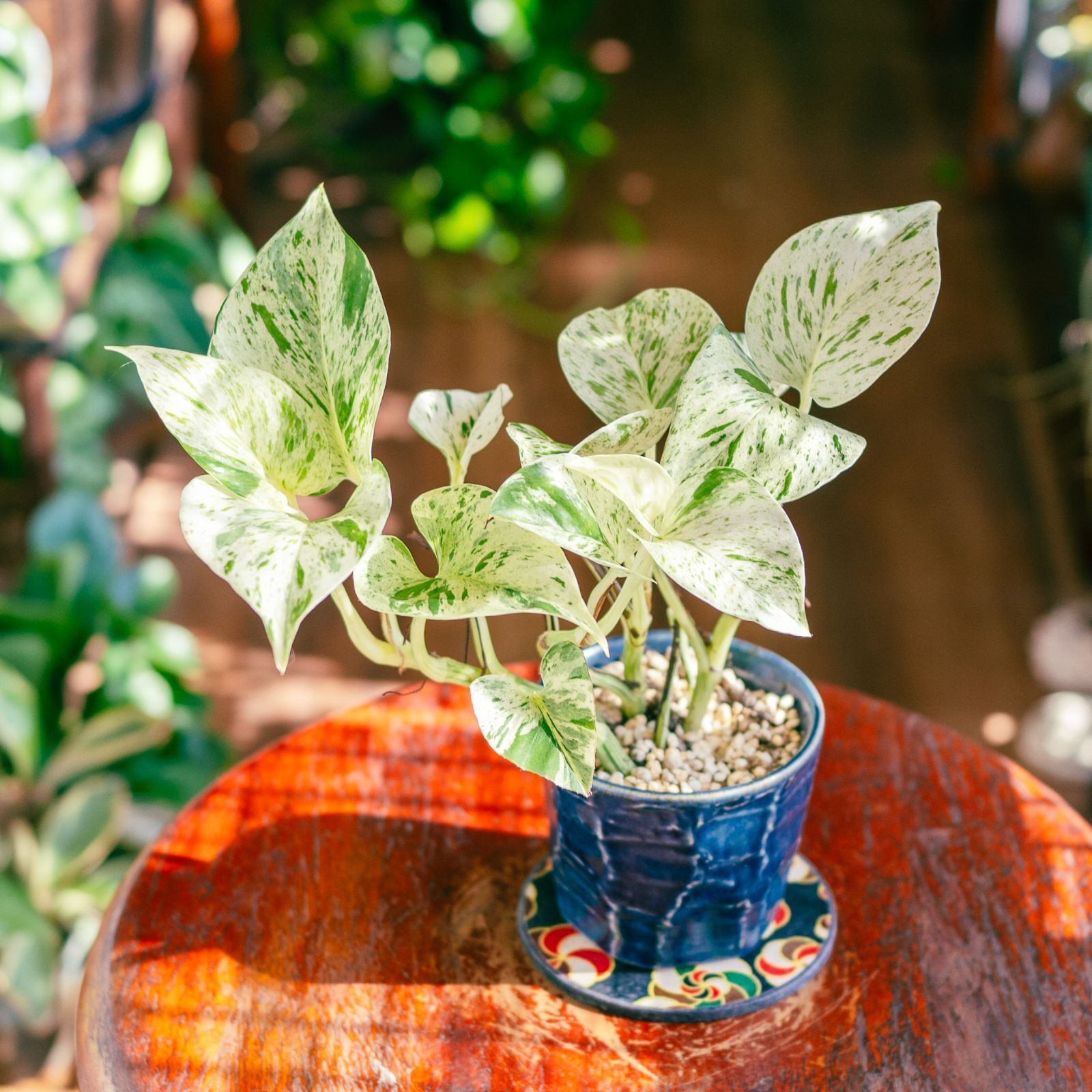 モンステラボルギシアナオーレア黄斑入り鉢モスポール付き