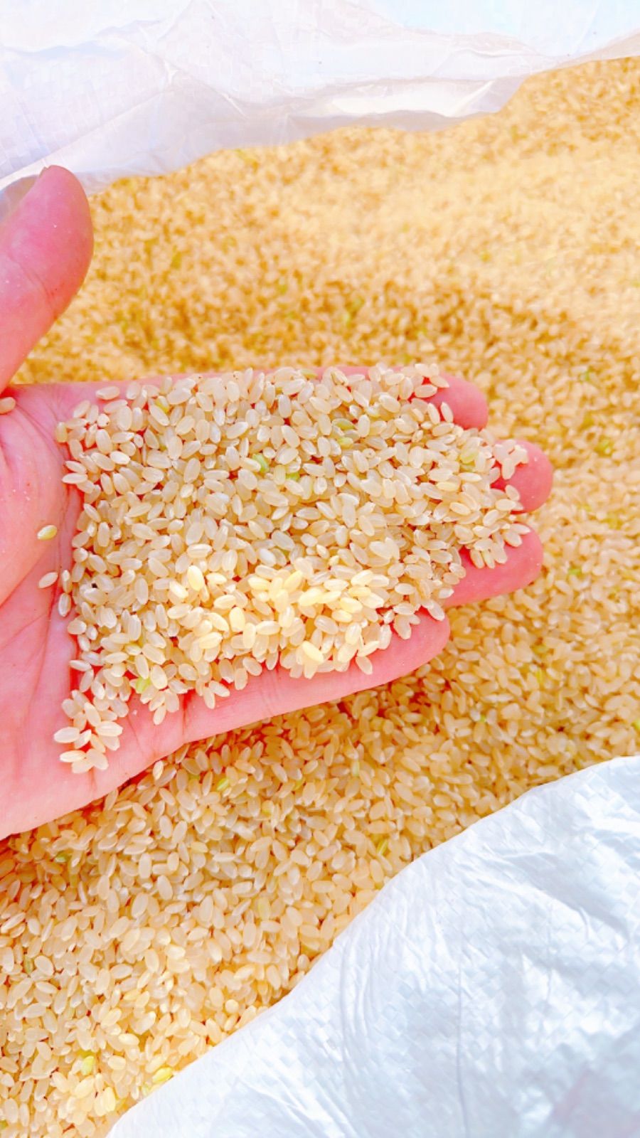 ✳️極上無農薬玄米20kg 20キロ 新米福岡県産 送料無料