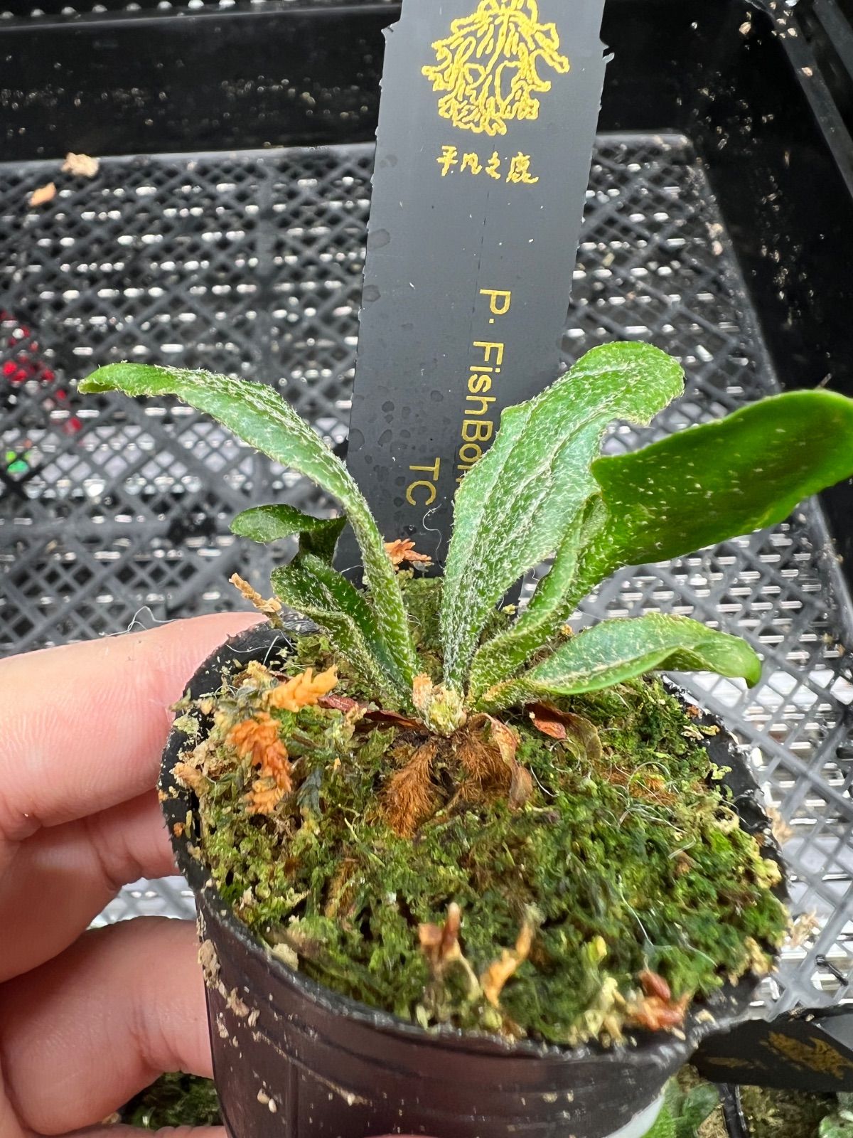 143【平凡之鹿】ビカクシダ Platycerium Fish bone TC - メルカリ