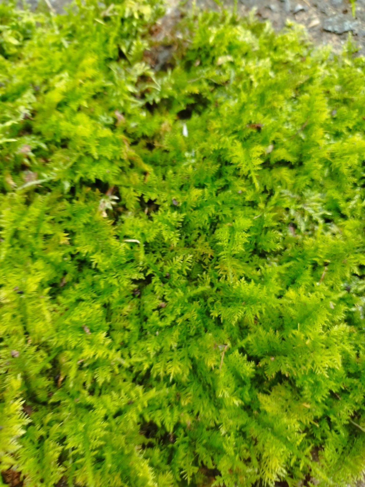 たっぷり苔セット