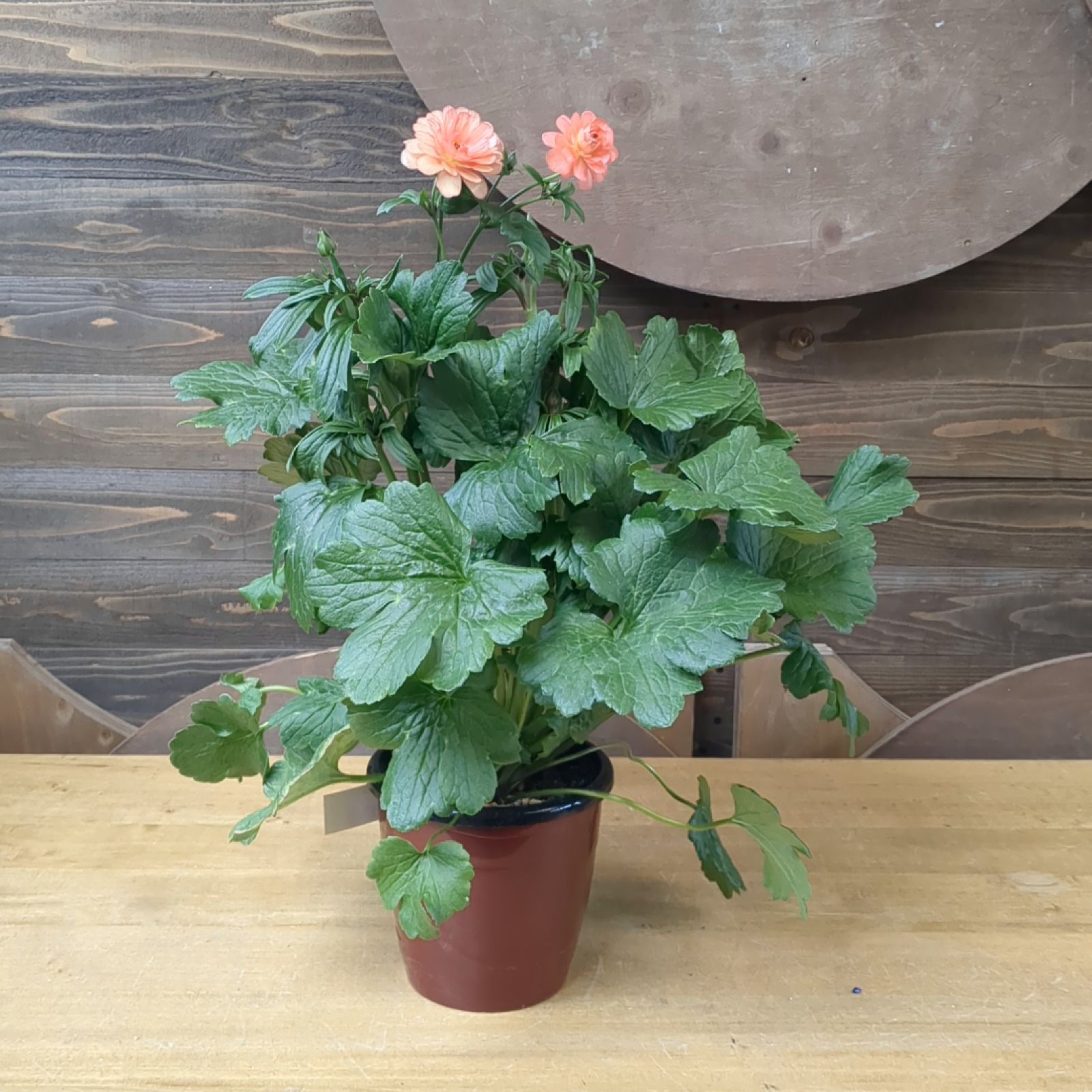 希少 5号スリット鉢 ラナンキュラスラックス『エリス』鉢のまま