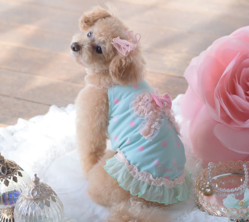 きゃんナナ SS 犬服 春 ドッグウェア きゃんナナ パターンメッシュ