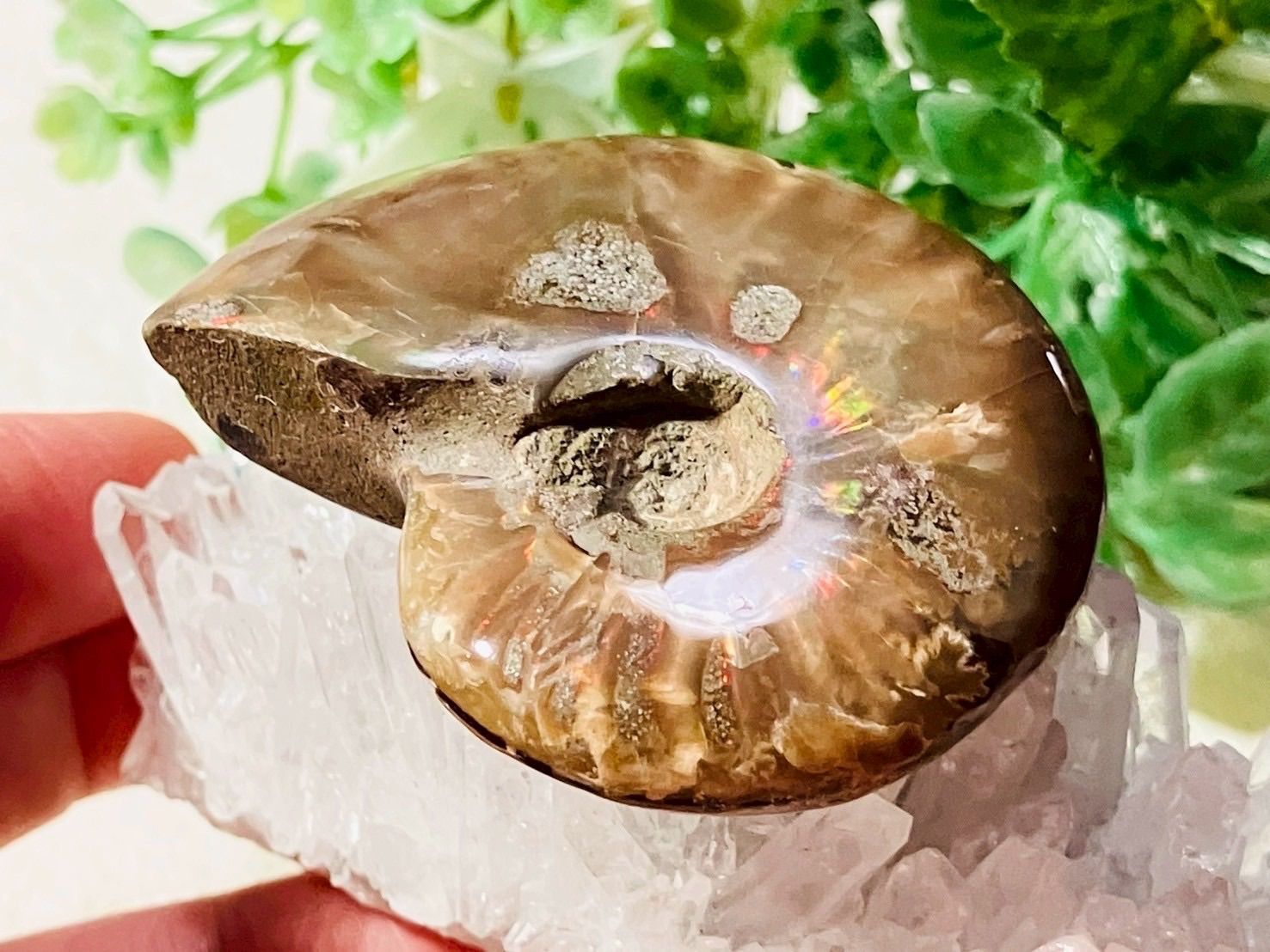 レインボー オパール アンモライト アンモナイト 化石