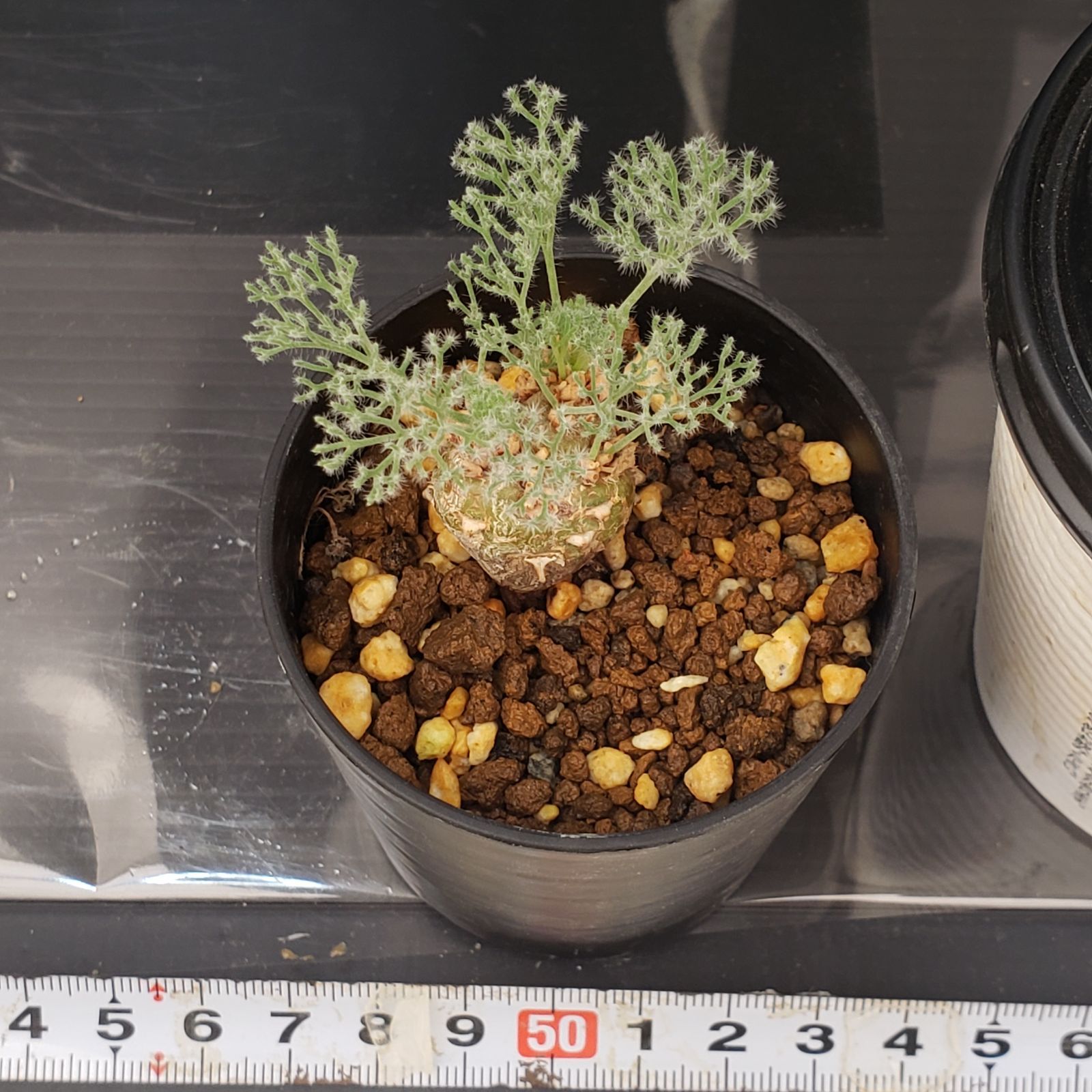 D420【自社養生株】モンソニア ムルチフィダ（現地球・発根未確認株