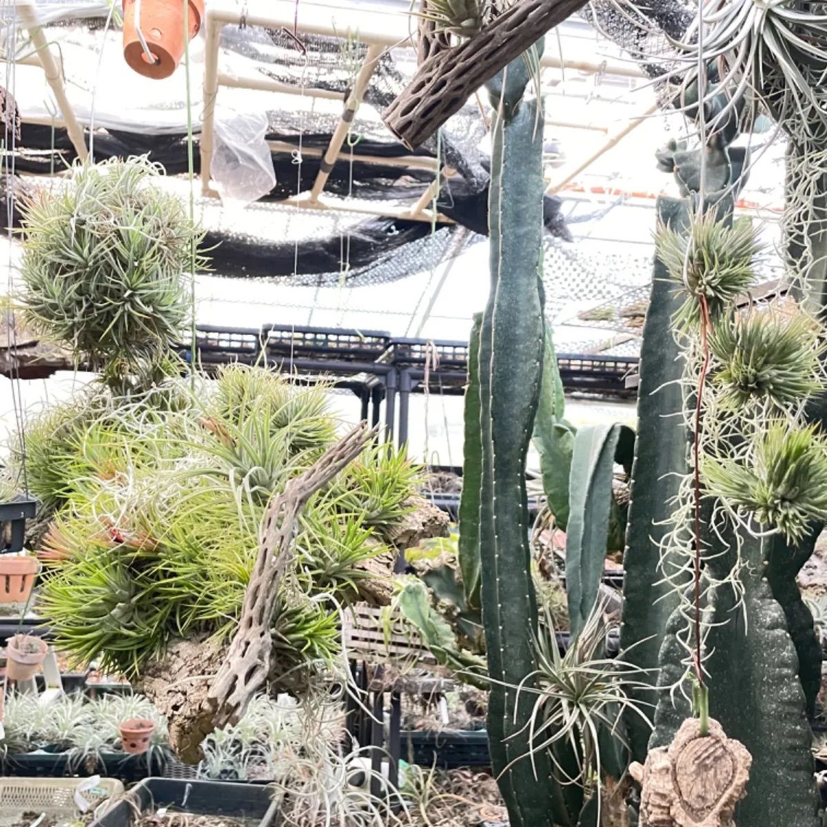 チランジア インターメディア Tillandsia intermedia＊エアプランツ