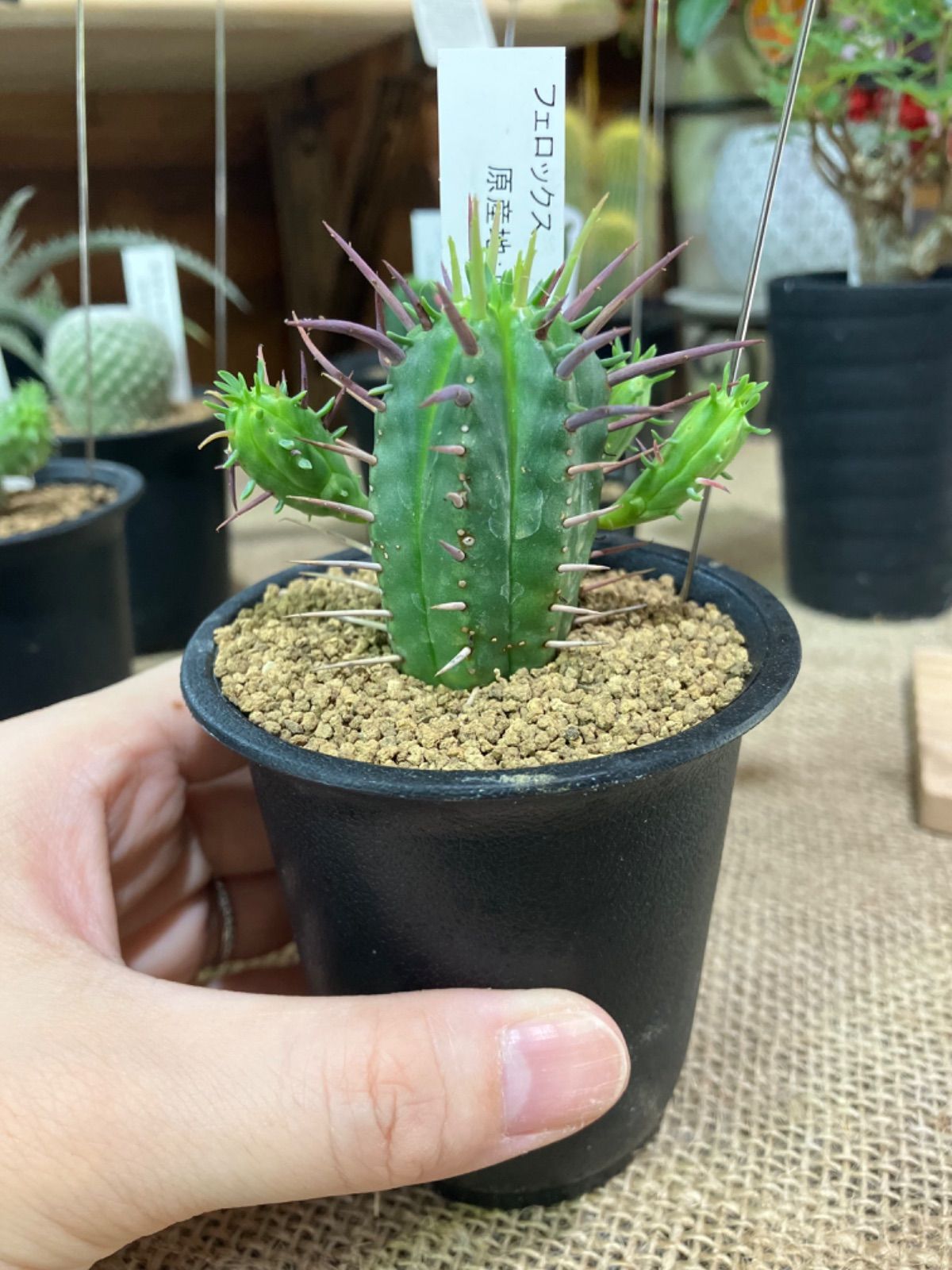 ユーフォルビア　フェロックス　群生　勇猛閣 多肉植物：ユーフォルビア フェロックス 勇猛閣*全幅11cm 現品