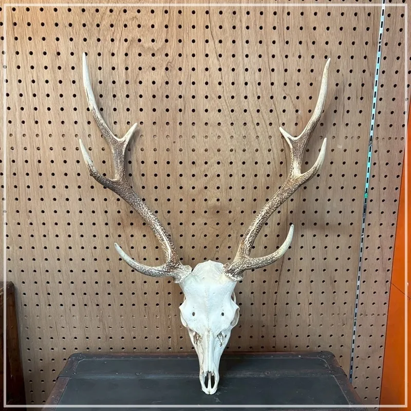 2025年最新】頭蓋骨付き鹿の角の人気アイテム - メルカリ