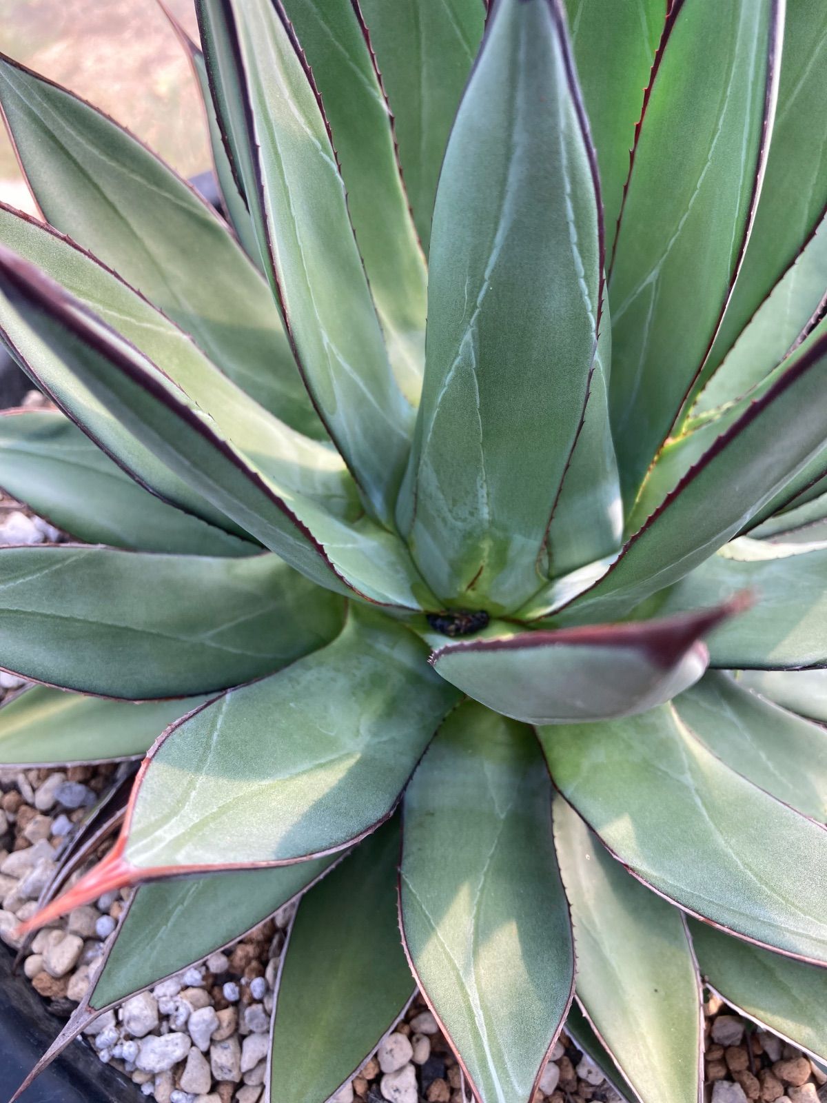 アガベ チタノタ シーザー 特選優良血統 上澳園芸購入 上澳園芸