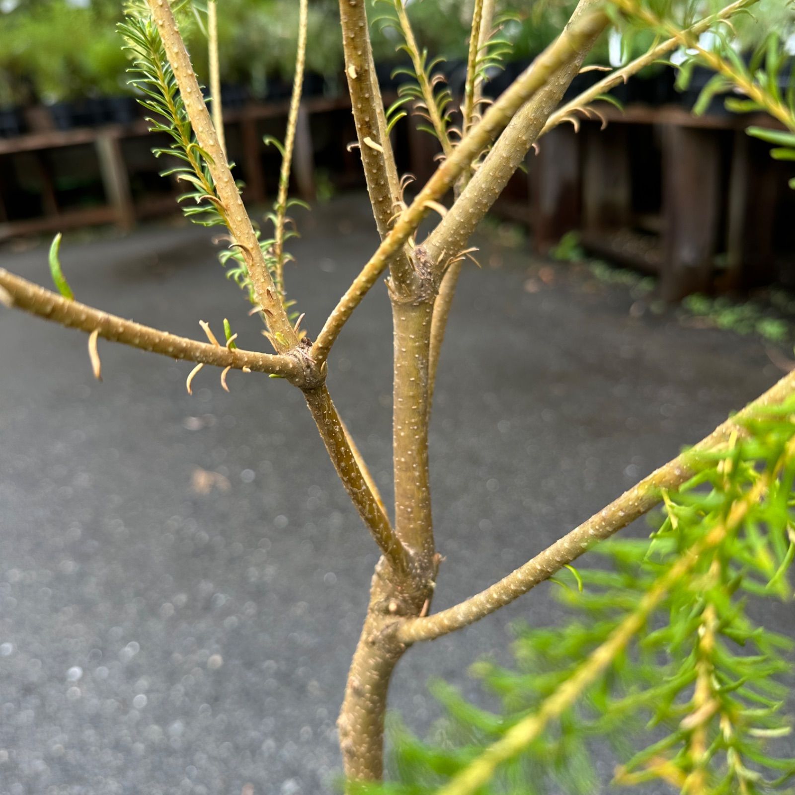 オージープランツ