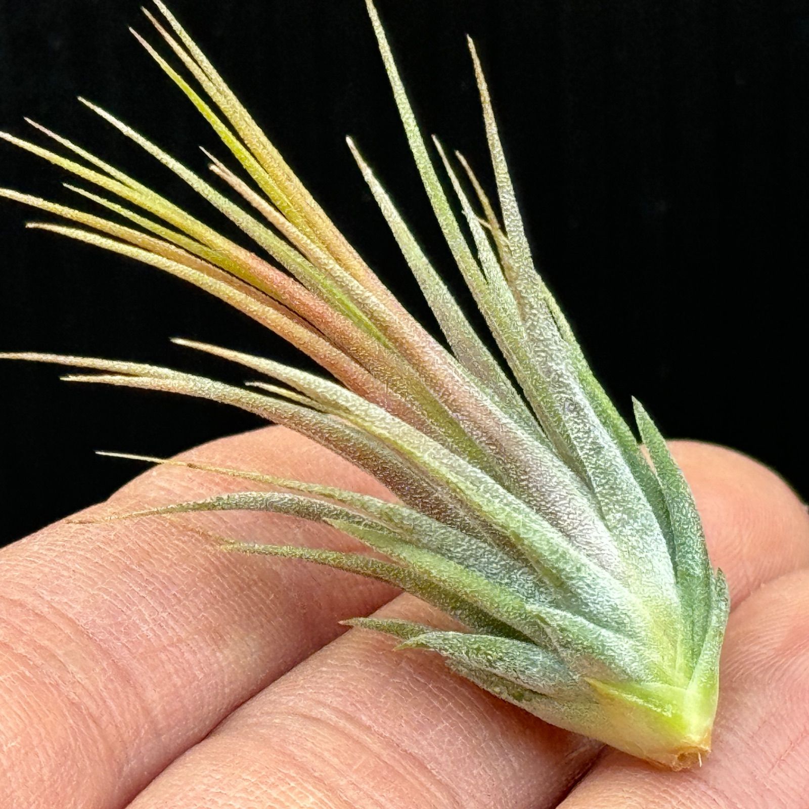 チランジア イオナンタ ピーナッツ Tillandsia ionantha Peanut＊エア