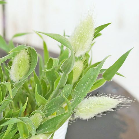 【２苗セット】草花苗 ラグラス バニーテール 2.5号 カラーリーフ 寄せ植え 庭