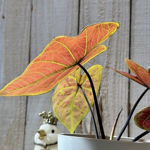 ボリューム少なめ】観葉植物 カラジウム ニューウェーブ 4号(個体