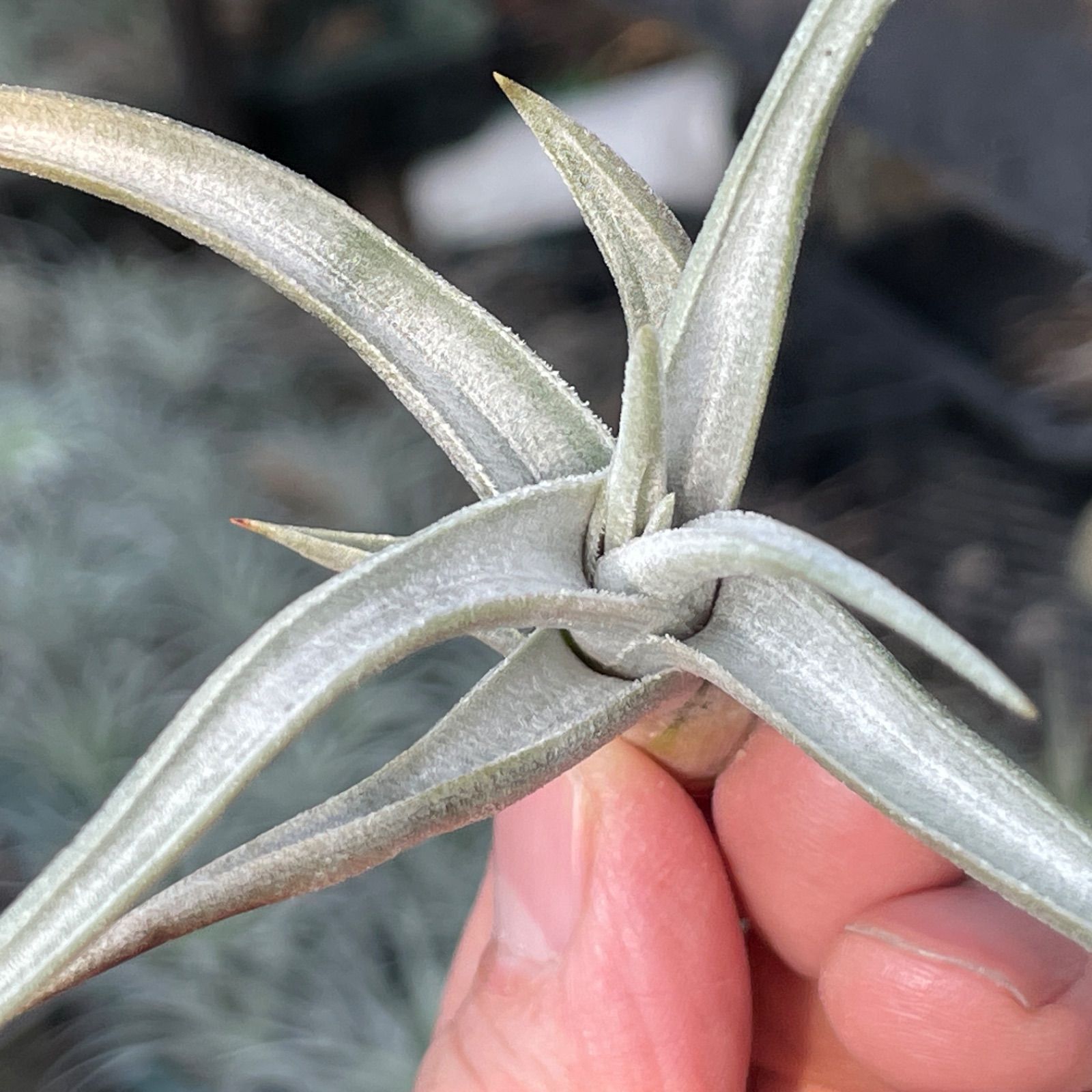 【T509】 即決特売！ Tillandsia クシフィオイデス クランプ エアプランツ エアープランツ ティランジア チランジア チランジア アラウジェイ クランプ385 | PROTOLEAF プロトリーフ