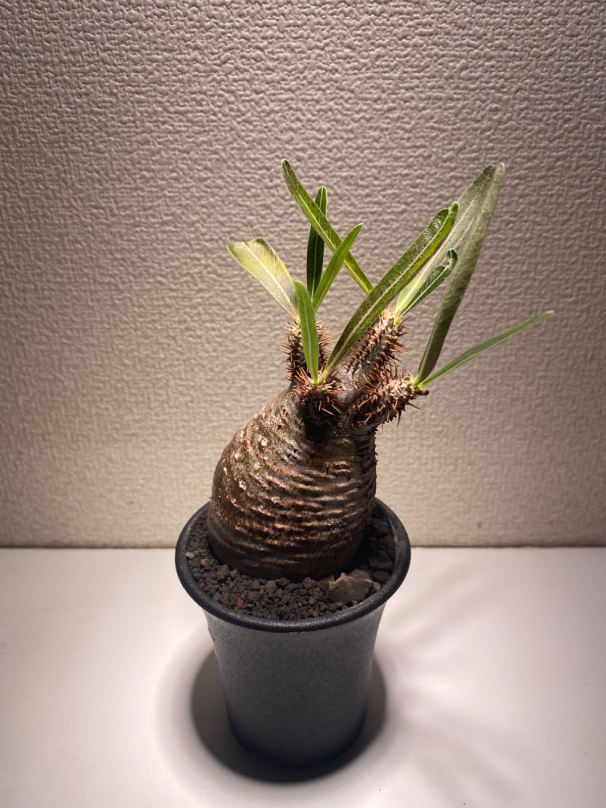 パキポディウム　グラキリス　トトロ パキポディウム グラキリス トトロフォーム | mana's farm:塊根植物