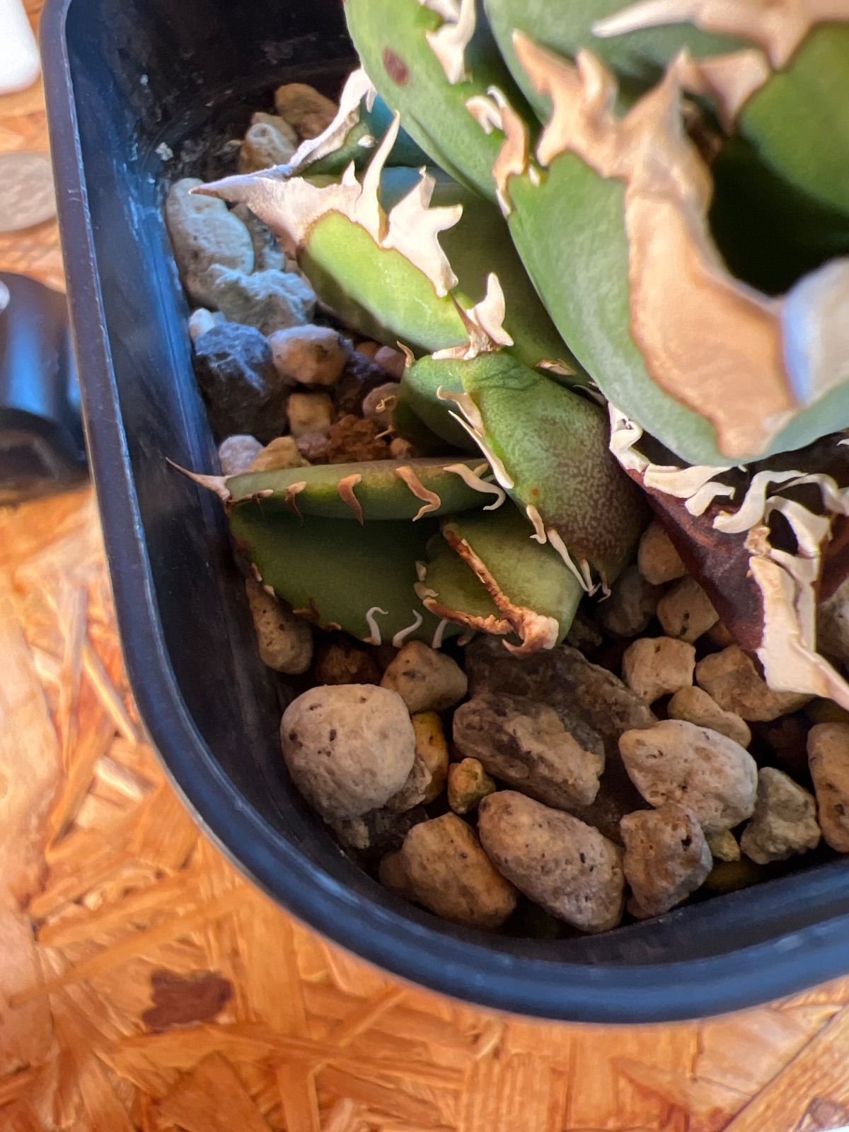 アガベ CJ Special NS No.3 アガベ チタノタ cj Special ns No.3 子株 発根