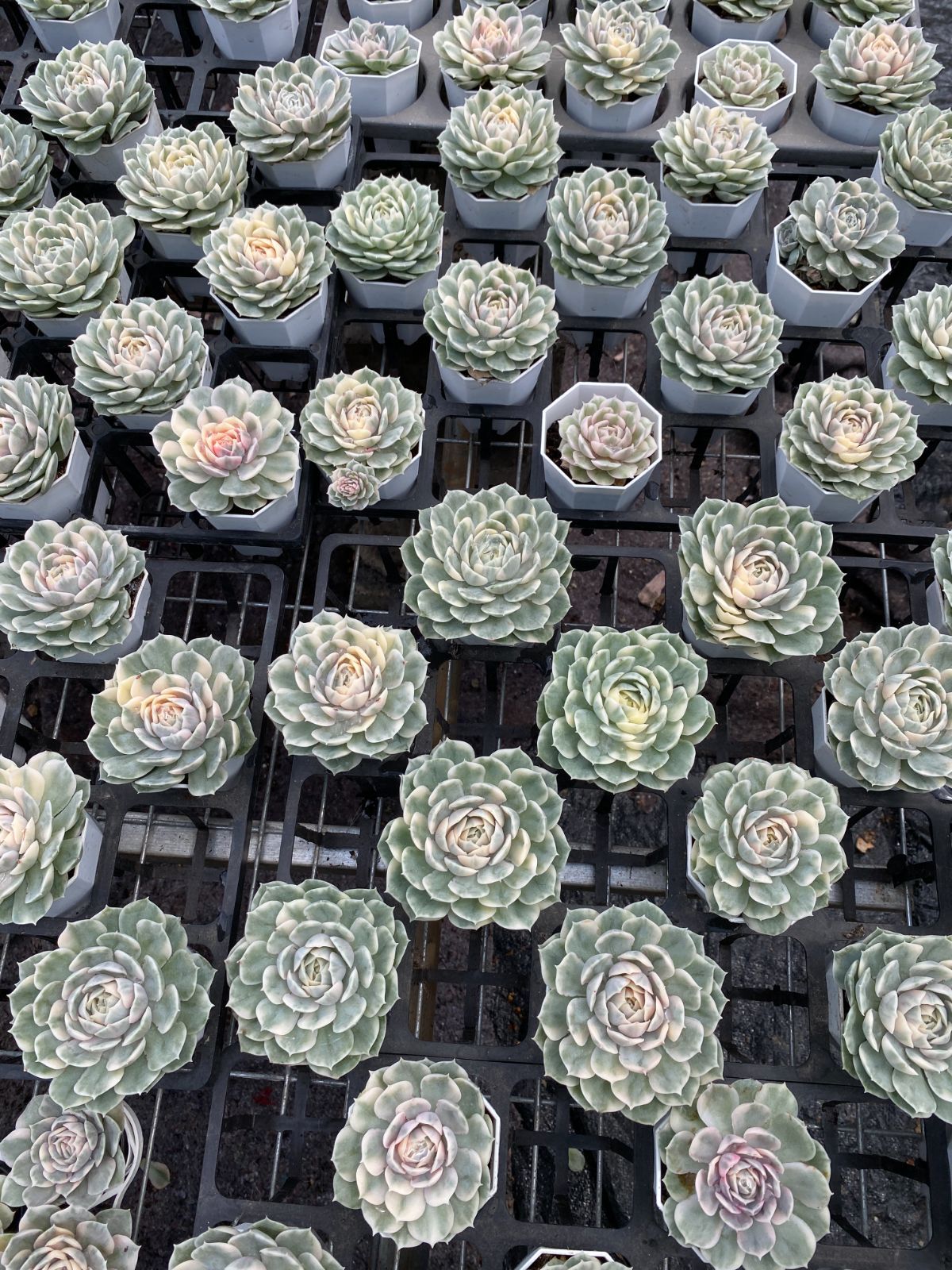 新入荷 アンスノー錦 ZM1694×54鉢 抜き苗 多肉植物 アエオニウム エケベリア サボテン 韓国苗 WWW_GEBZETESISAT_COM_TR