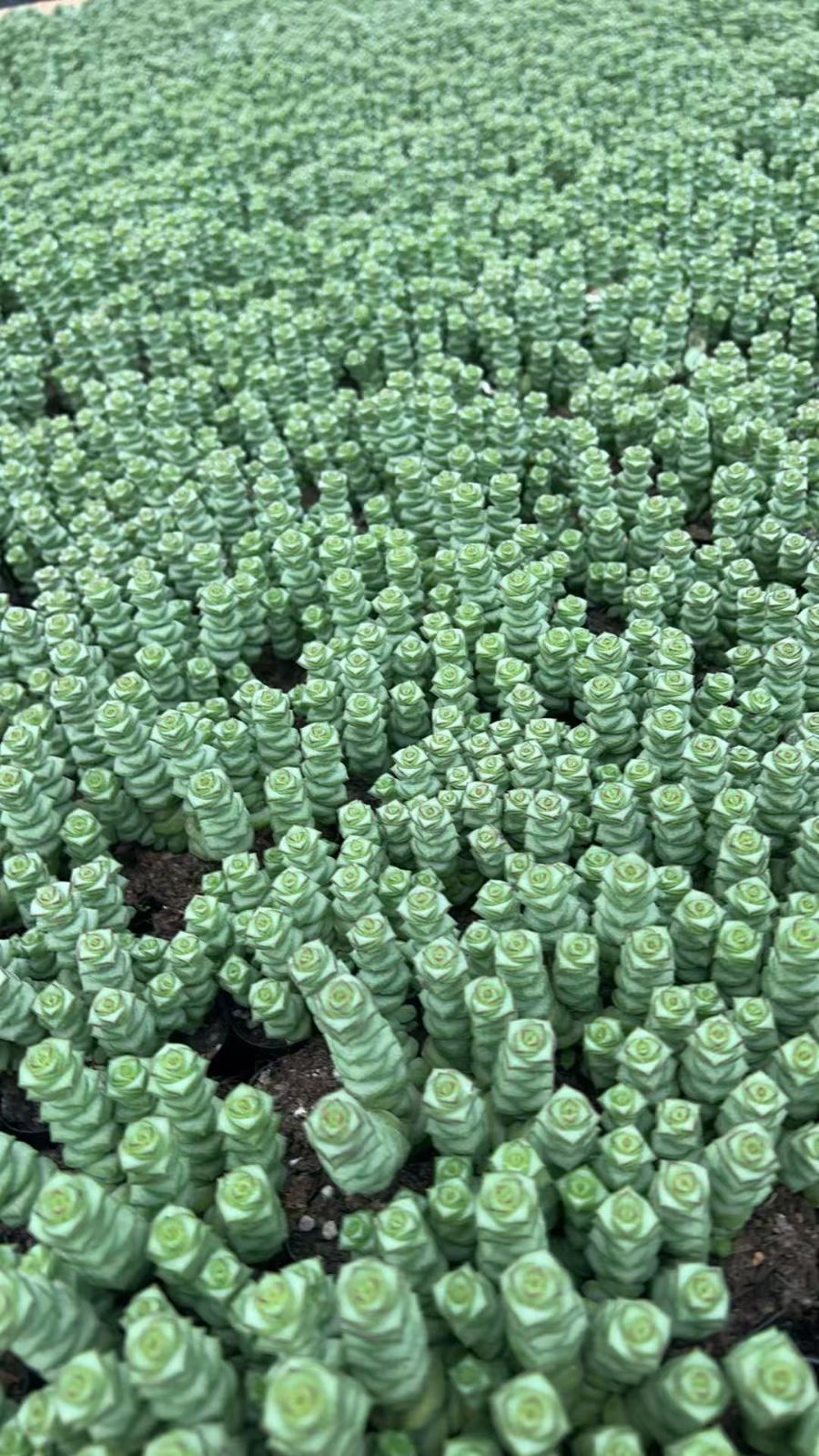 サボテン 韓国苗