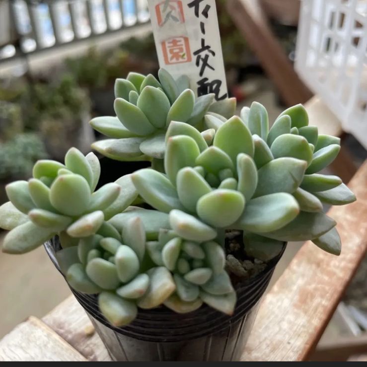 【㊗️サービス品@680〜】ロッティ交配 ロッティー交配 根付き苗 ロッティ×乙女心