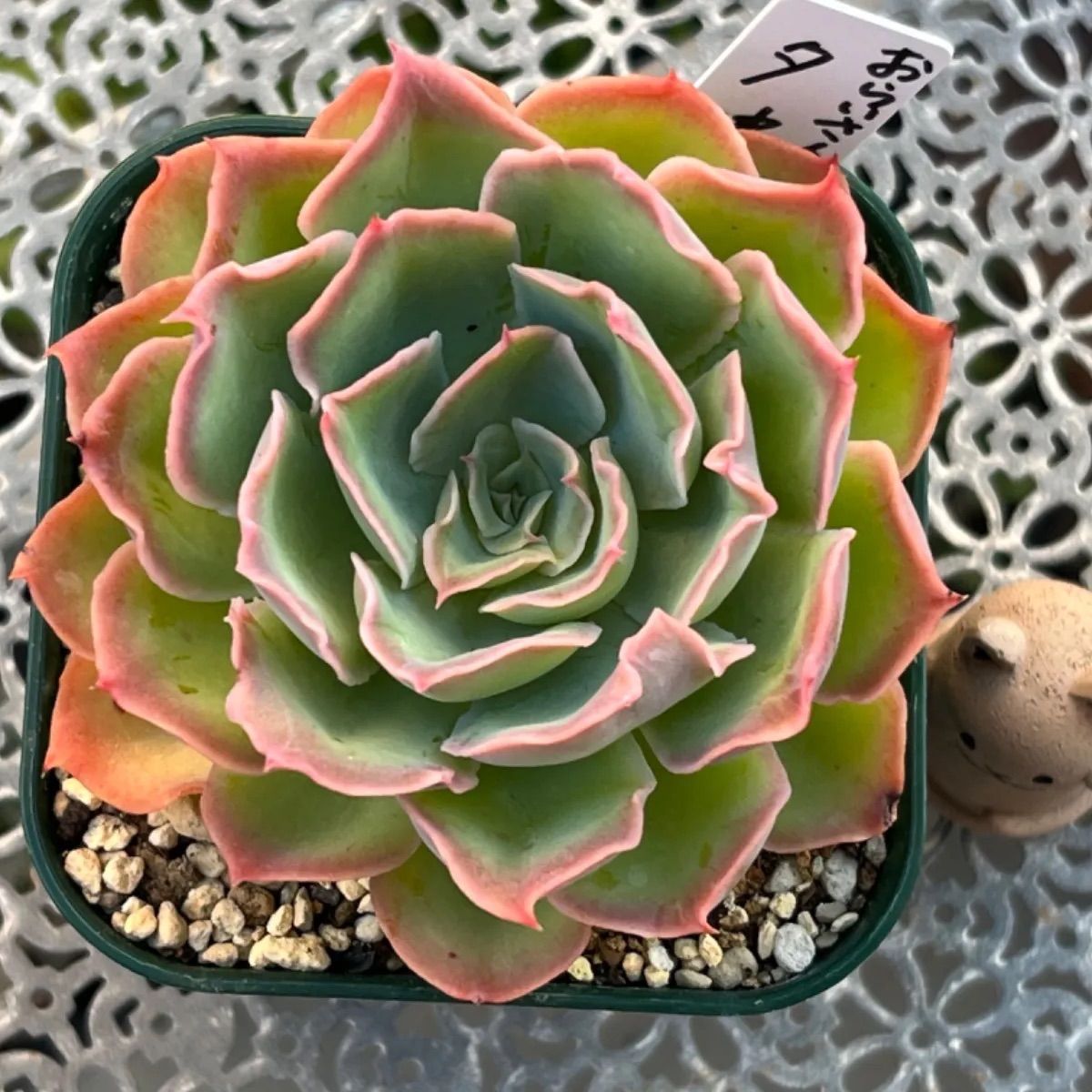 多肉植物 ☘️ おらいさん 夕波 大苗 抜き苗 札なし - メルカリ