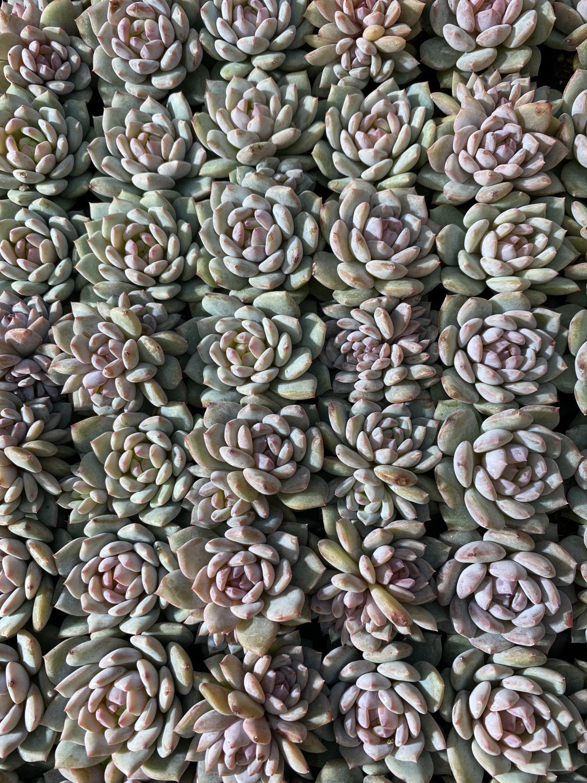 新入荷 スターオレンジ ZM354×105苗 土付き 多肉植物 詰め合わせ